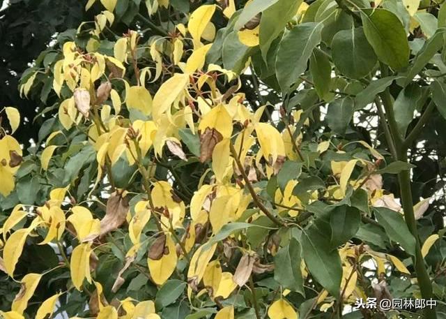 为什么有些苗木在夏季很容易发生日灼，该如何进行预防？