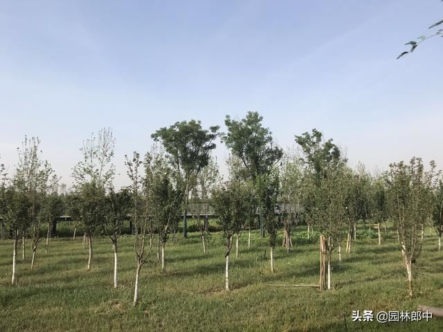 为什么草坪上种植的树木长势普遍都不是很好？