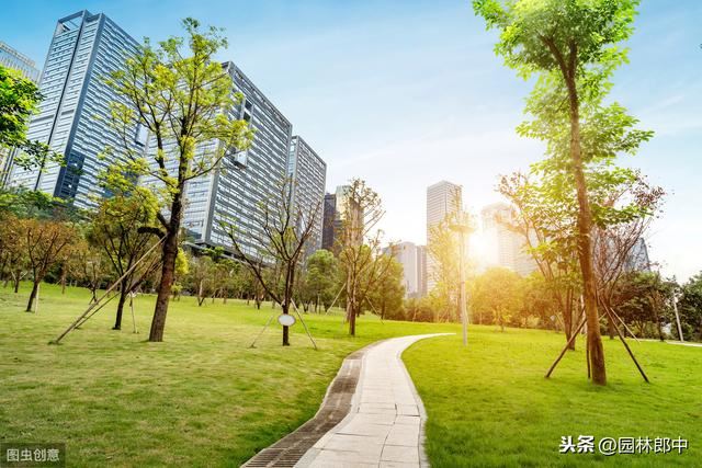 为什么草坪上种植的树木长势普遍都不是很好？