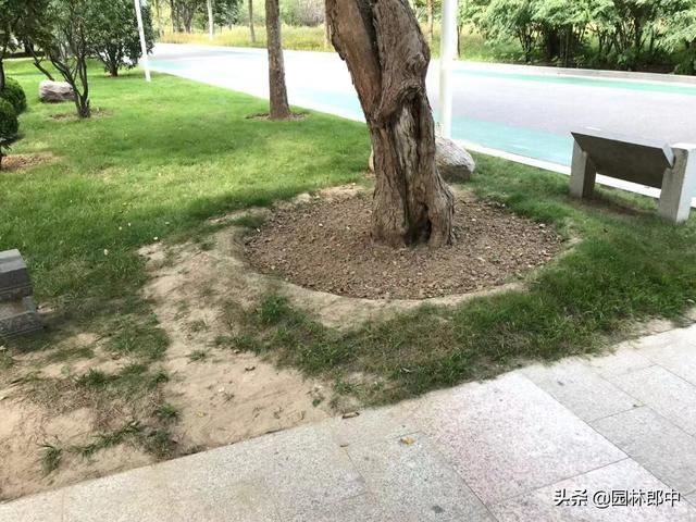 为什么草坪上种植的树木长势普遍都不是很好？