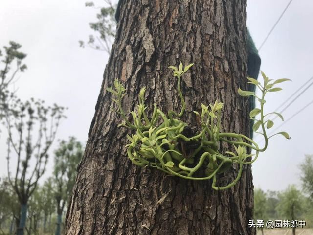 为什么草坪上种植的树木长势普遍都不是很好？