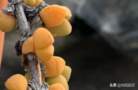 朋友养的鹿角海棠，绿叶变成黄叶，竟然要丢掉，这是“出锦”了