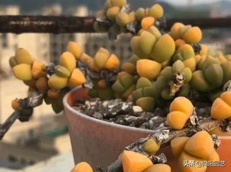 朋友养的鹿角海棠，绿叶变成黄叶，竟然要丢掉，这是“出锦”了
