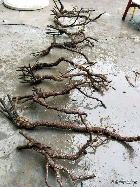 路边挖棵“金腰带”，种花盆里，金灿灿的惹人爱