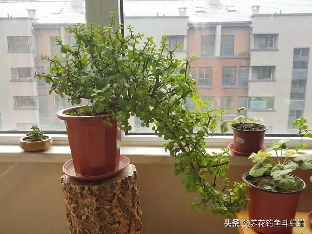 精品盆景玉树，记得给它剪几刀，枝粗叶厚猛开花，苍劲古朴更美观
