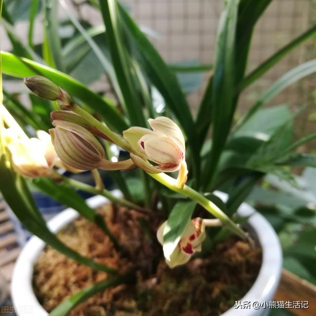 这朵花适合夏天，廉价又耐造仍然好看，像兰花暴风雨后爆开花