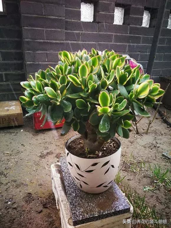 精品盆景玉树，记得给它剪几刀，枝粗叶厚猛开花，苍劲古朴更美观