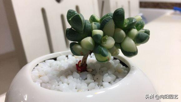 朋友养的鹿角海棠，绿叶变成黄叶，竟然要丢掉，这是“出锦”了