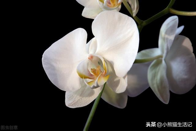 这朵花适合夏天，廉价又耐造仍然好看，像兰花暴风雨后爆开花