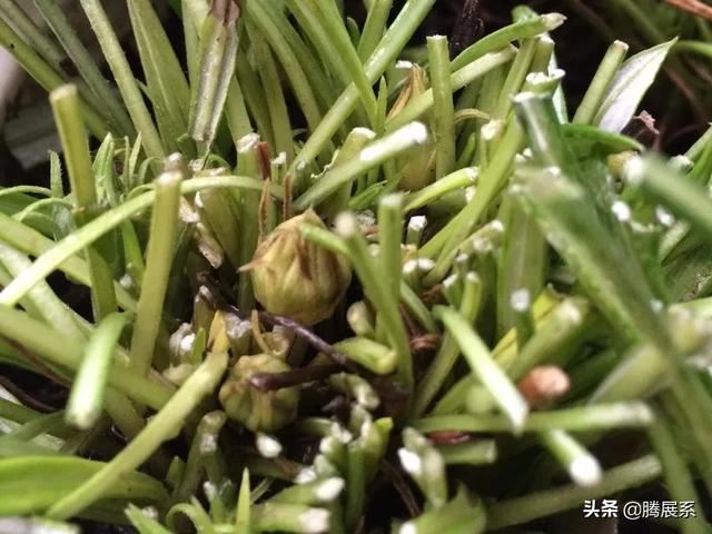 比绿萝还好养的花，小窗台养几盆，一茬一茬开不停