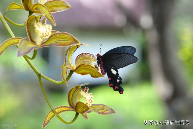 这朵花适合夏天，廉价又耐造仍然好看，像兰花暴风雨后爆开花