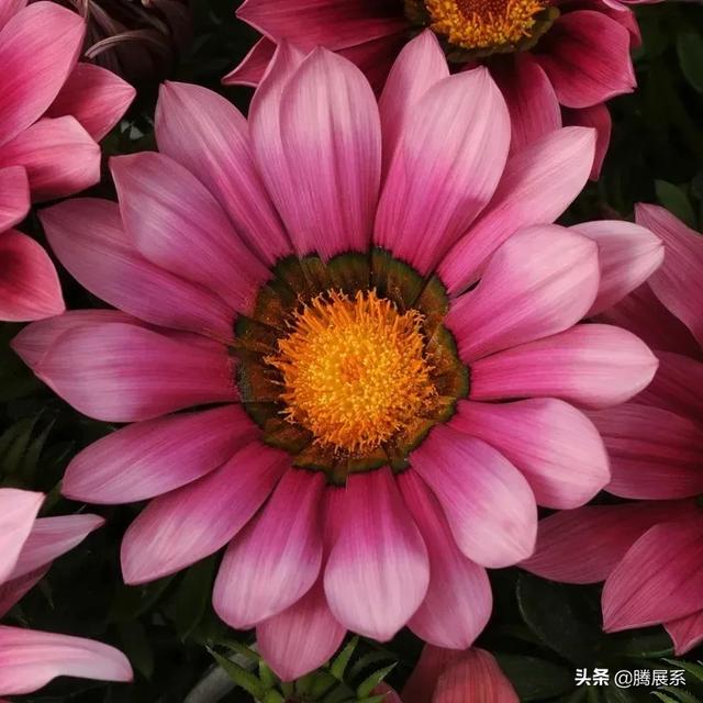 比绿萝还好养的花，小窗台养几盆，一茬一茬开不停