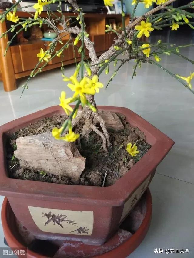 路边挖棵“金腰带”，种花盆里，金灿灿的惹人爱