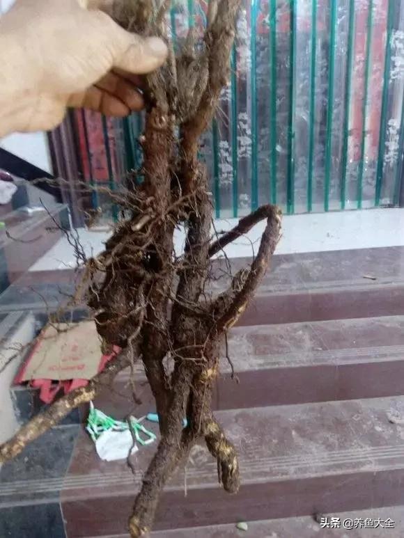 路边挖棵“金腰带”，种花盆里，金灿灿的惹人爱