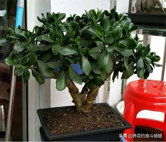 精品盆景玉树，记得给它剪几刀，枝粗叶厚猛开花，苍劲古朴更美观