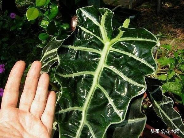 观叶植物也如此惊艳，这几种盆栽只有叶没有花，放在家里却美哭了