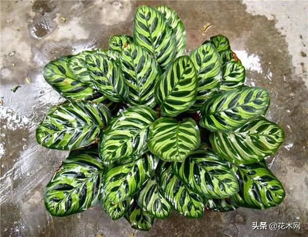 观叶植物也如此惊艳，这几种盆栽只有叶没有花，放在家里却美哭了