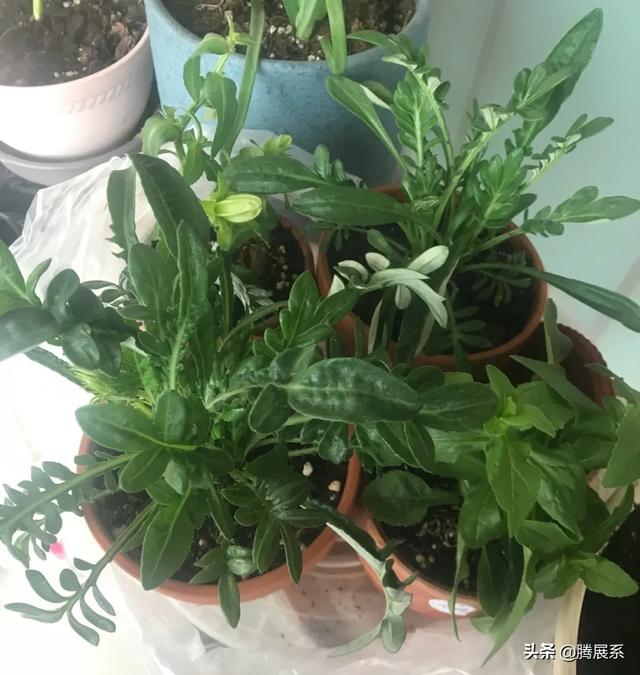比绿萝还好养的花，小窗台养几盆，一茬一茬开不停