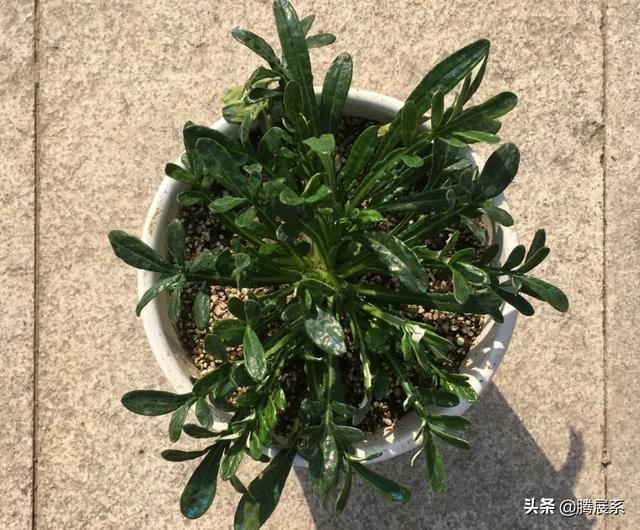 比绿萝还好养的花，小窗台养几盆，一茬一茬开不停