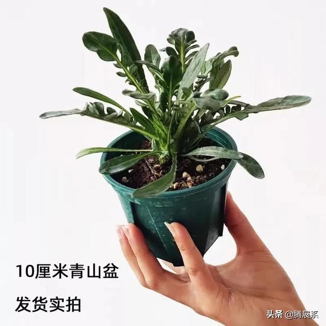 比绿萝还好养的花，小窗台养几盆，一茬一茬开不停