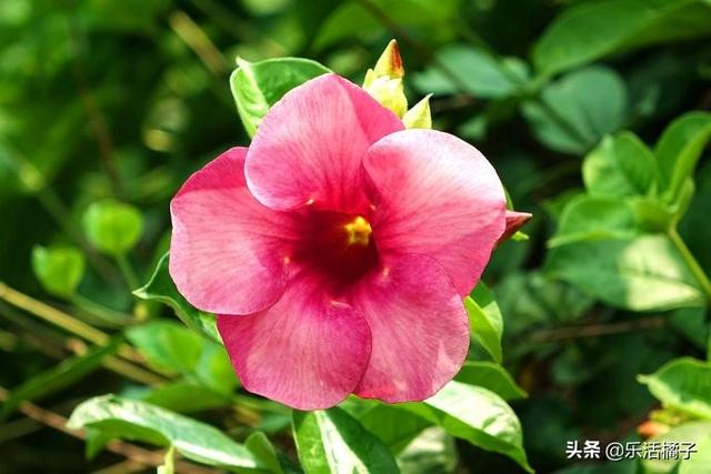养花不止兰花月季玫瑰，还有种特别的花花，夏天时节开花特别多