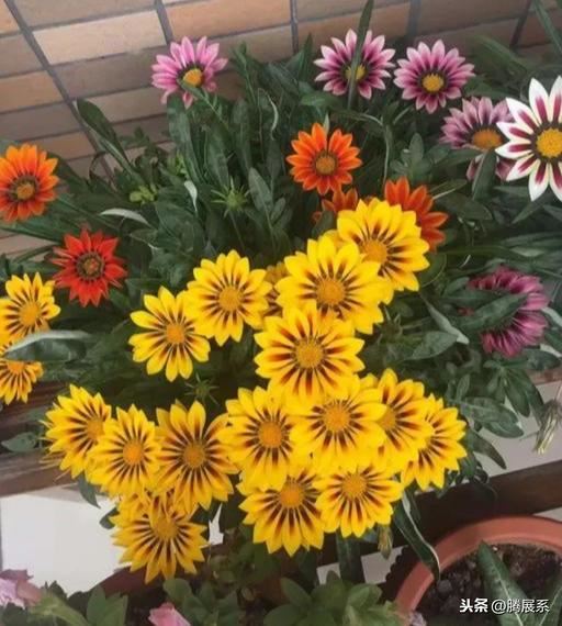 比绿萝还好养的花，小窗台养几盆，一茬一茬开不停