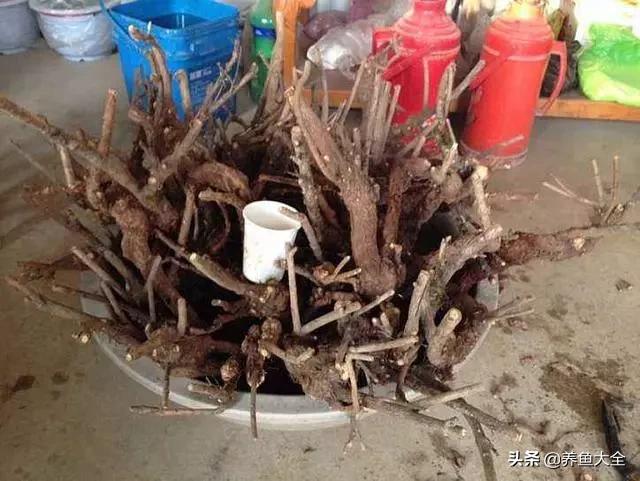 路边挖棵“金腰带”，种花盆里，金灿灿的惹人爱