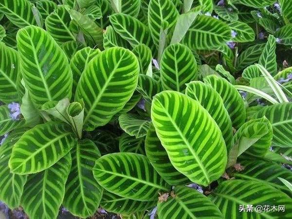 观叶植物也如此惊艳，这几种盆栽只有叶没有花，放在家里却美哭了