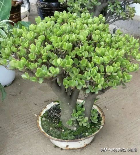 精品盆景玉树，记得给它剪几刀，枝粗叶厚猛开花，苍劲古朴更美观