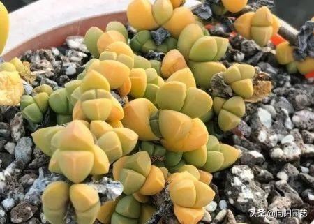 朋友养的鹿角海棠，绿叶变成黄叶，竟然要丢掉，这是“出锦”了