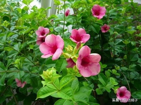 养花不止兰花月季玫瑰，还有种特别的花花，夏天时节开花特别多