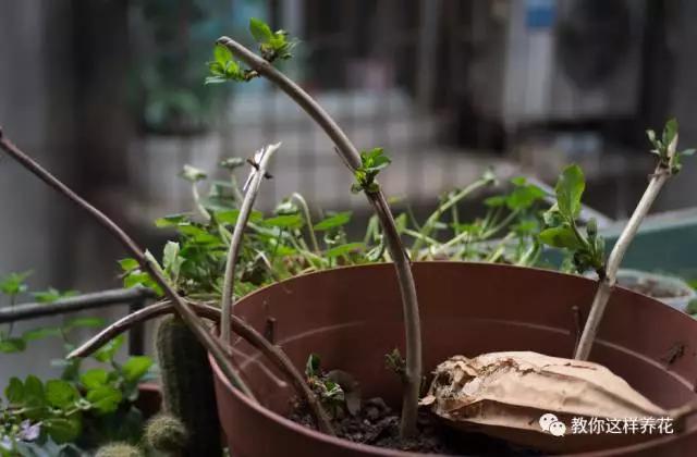 爬藤植物：几种花一根枝就能活，养成一面花墙也就一年的事