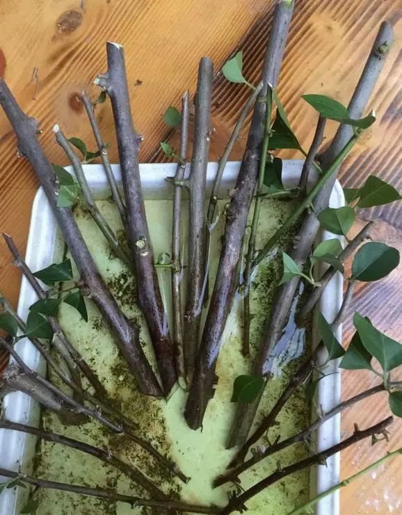 爬藤植物：几种花一根枝就能活，养成一面花墙也就一年的事