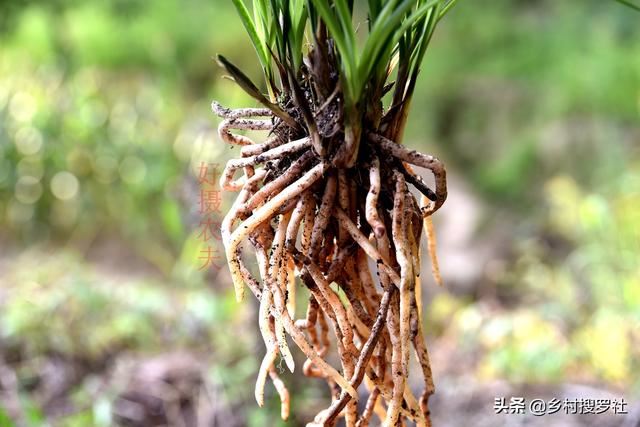 不用倒盆土，一眼看出兰花烂根，兰友：最怕误判
