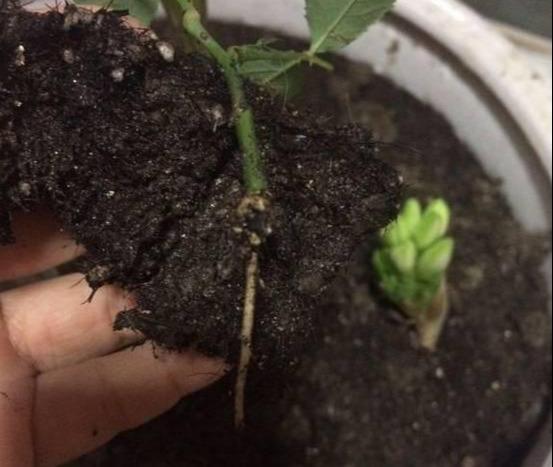 爬藤植物：几种花一根枝就能活，养成一面花墙也就一年的事