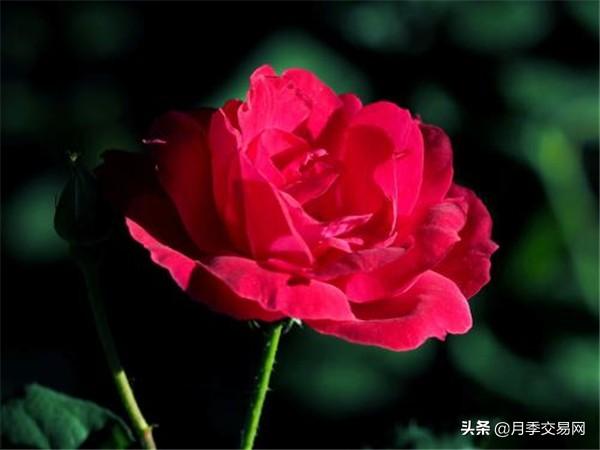 8款丰花月季品种介绍，一棵月季花满枝头，记得收藏
