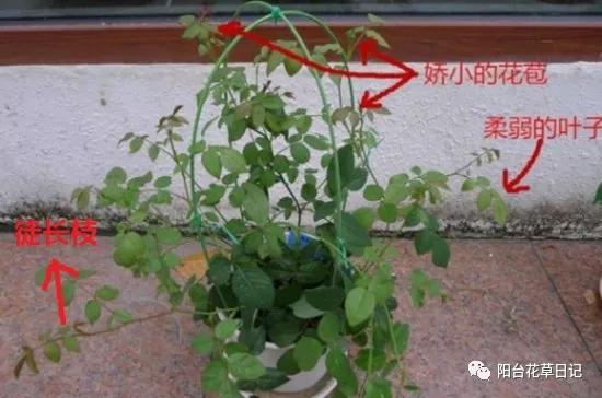这12种植物，要这样剪，才长得好