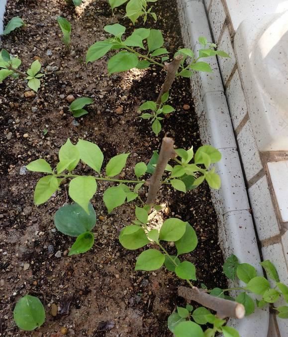 爬藤植物：几种花一根枝就能活，养成一面花墙也就一年的事