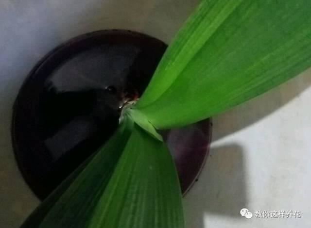舒城一女子在花盆中丢了几粒过期药片，这些花都长疯了！