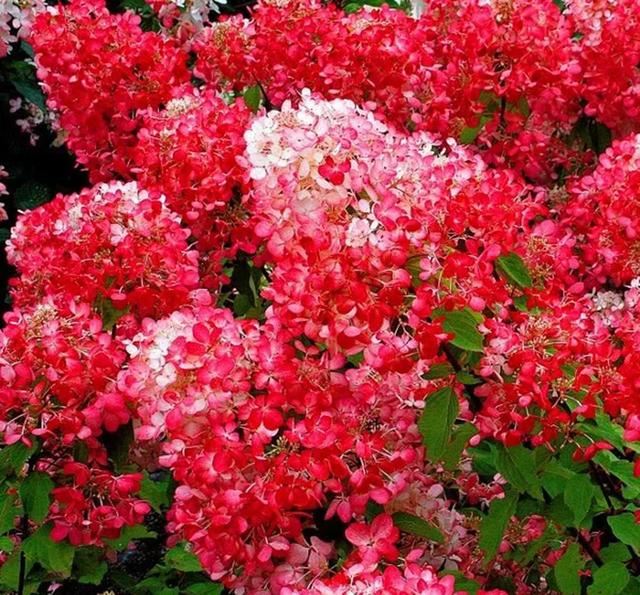 关于绣球你最关心的几个养护问题都在这里 关于绣球你最关心的几个养护问题都在这里