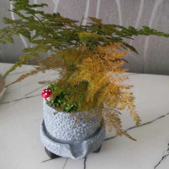 文竹叶片发黄枯萎，记得这么做，还会枝繁叶茂，碧绿有层次