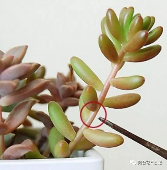 这12种植物，要这样剪，才长得好