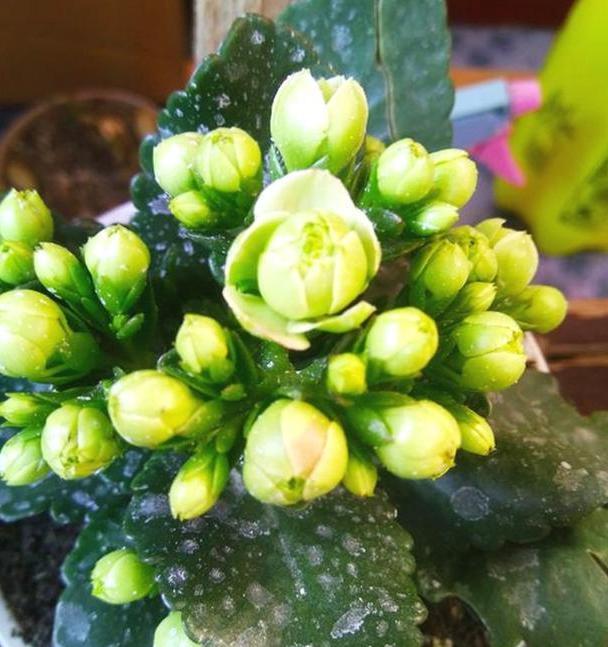 花草不爱长个、叶子泛黄？不要慌，将它兑水浇花啥问题都没有