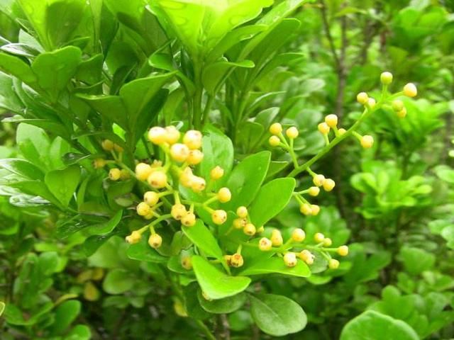 夏天高温，养什么花好，推荐10种花，好养花又多