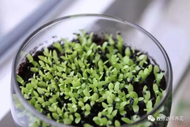 舒城一女子在花盆中丢了几粒过期药片，这些花都长疯了！