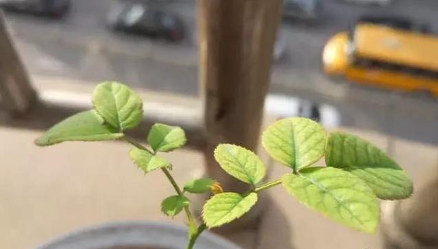 家里养的月季老是黄叶、掉叶？给它补充点营养，花芽蹭蹭往外冒