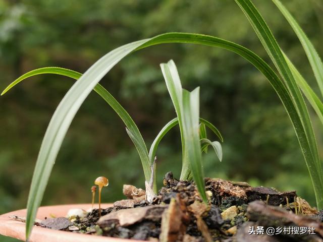 不用倒盆土，一眼看出兰花烂根，兰友：最怕误判