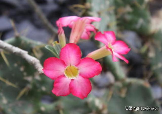 此“2款花卉”，入夏花园“主角”，熟知“2点”技巧，高温也生长