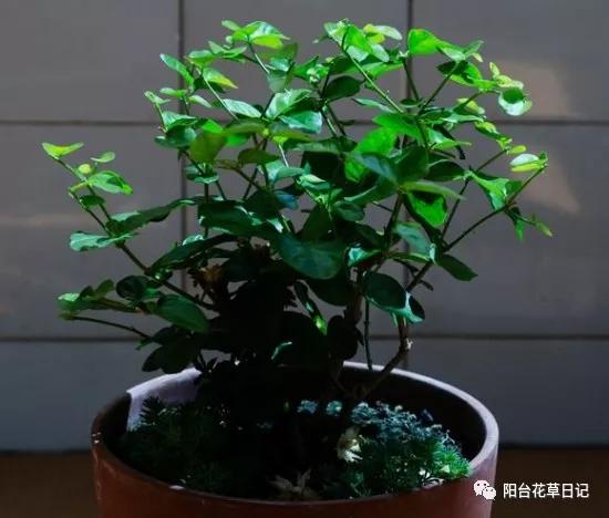 这12种植物，要这样剪，才长得好