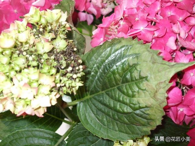 绣球花花期多长？花谢后如何养护保证到下个花期再开花？